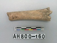 藏品(獸骨殘骸)的圖片